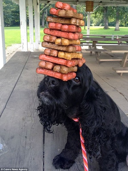 Bella Boo là một chú chó hai tuổi, đến từ La Salle, bang Illinois, Mỹ. Nó có thể khéo léo giữ mọi vật cân bằng mà không cần bất kỳ thủ thuật nào. Chính khả năng giữ cân bằng đáng kinh ngạc của Bella Boo đã giúp nó trở thành một hiện tượng trên Youtube.